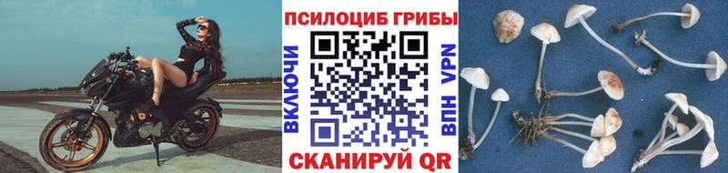 Галлюциногенные грибы прущие грибы  площадка состав  Красный Холм 